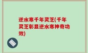 逆水寒千年灵芝(千年灵芝彰显逆水寒神奇功效)