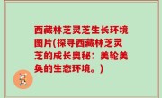 西藏林芝灵芝生长环境图片(探寻西藏林芝灵芝的成长奥秘：美轮美奂的生态环境。)