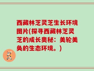 西藏林芝灵芝生长环境图片(探寻西藏林芝灵芝的成长奥秘：美轮美奂的生态环境。)