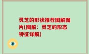 灵芝的形状推荐图解图片(图解：灵芝的形态特征详解)