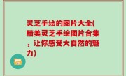 灵芝手绘的图片大全(精美灵芝手绘图片合集，让你感受大自然的魅力)