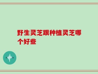 野生灵芝跟种植灵芝哪个好些