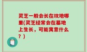 灵芝一般会长在坟地哪里(灵芝经常会在墓地上生长，可能寓意什么？)