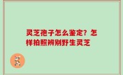 灵芝孢子怎么鉴定？怎样拍照辨别野生灵芝