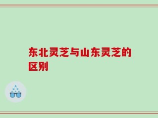东北灵芝与山东灵芝的区别