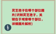 灵芝孢子在哪个部位图片(识别灵芝孢子，关键在于观察哪个部位，详细图片解析)