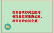 仿生器紫砂灵芝图片(参观臭氧层生态公园，尽览奇妙自然之美)