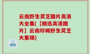 云南野生灵芝图片高清大全集(【精选高清图片】云南珍稀野生灵芝大集锦)