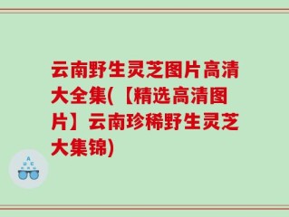 云南野生灵芝图片高清大全集(【精选高清图片】云南珍稀野生灵芝大集锦)