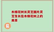 木棉花树长灵芝图片灵芝生长在木棉花树上的美景