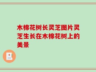 木棉花树长灵芝图片灵芝生长在木棉花树上的美景