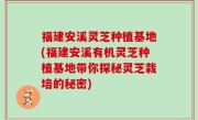 福建安溪灵芝种植基地(福建安溪有机灵芝种植基地带你探秘灵芝栽培的秘密)