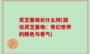 灵芝基地长什么样(探访灵芝基地：奇幻世界的颜色与香气)
