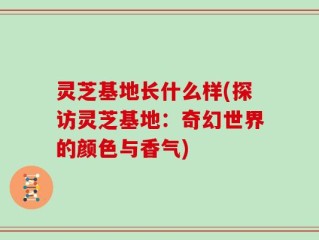 灵芝基地长什么样(探访灵芝基地：奇幻世界的颜色与香气)