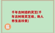 千年古树结的灵芝(千年古树现灵芝缘，助人养生且珍贵)