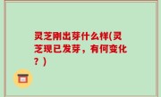 灵芝刚出芽什么样(灵芝现已发芽，有何变化？)