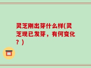 灵芝刚出芽什么样(灵芝现已发芽，有何变化？)