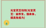 元宝灵芝功效(元宝灵芝：益养生，强身体，提高免疫力)