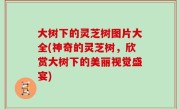 大树下的灵芝树图片大全(神奇的灵芝树，欣赏大树下的美丽视觉盛宴)