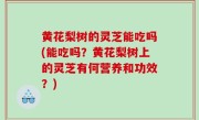 黄花梨树的灵芝能吃吗(能吃吗？黄花梨树上的灵芝有何营养和功效？)