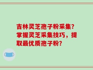 吉林灵芝孢子粉采集？掌握灵芝采集技巧，提取最优质孢子粉？