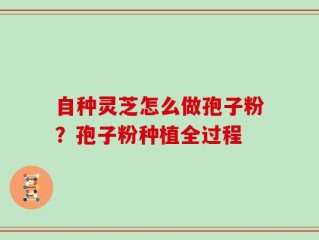 自种灵芝怎么做孢子粉？孢子粉种植全过程