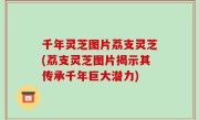 千年灵芝图片荔支灵芝(荔支灵芝图片揭示其传承千年巨大潜力)