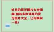 好丑的灵芝图片大全图集(精选多款漂亮的灵芝图片大全，让你眼前一亮)