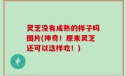 灵芝没有成熟的样子吗图片(神奇！原来灵芝还可以这样吃！)