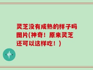 灵芝没有成熟的样子吗图片(神奇！原来灵芝还可以这样吃！)