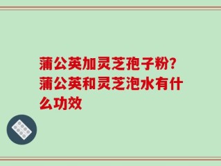 蒲公英加灵芝孢子粉？蒲公英和灵芝泡水有什么功效