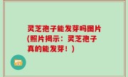 灵芝孢子能发芽吗图片(照片揭示：灵芝孢子真的能发芽！)