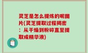 灵芝是怎么提炼的呢图片(灵芝提取过程揭密：从干燥到粉碎直至提取成精华液)