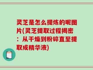 灵芝是怎么提炼的呢图片(灵芝提取过程揭密：从干燥到粉碎直至提取成精华液)