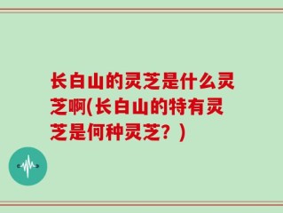 长白山的灵芝是什么灵芝啊(长白山的特有灵芝是何种灵芝？)