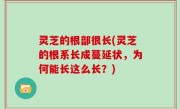 灵芝的根部很长(灵芝的根系长成蔓延状，为何能长这么长？)