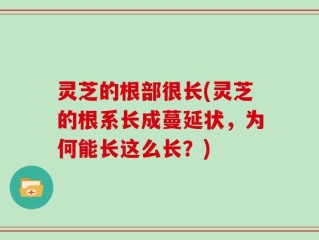 灵芝的根部很长(灵芝的根系长成蔓延状，为何能长这么长？)