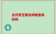 合作灵芝菌包种植是真的吗
