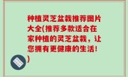种植灵芝盆栽推荐图片大全(推荐多款适合在家种植的灵芝盆栽，让您拥有更健康的生活！)