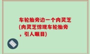 车轮胎旁边一个肉灵芝(肉灵芝惊现车轮胎旁，引人瞩目)
