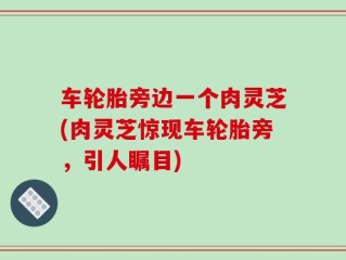 车轮胎旁边一个肉灵芝(肉灵芝惊现车轮胎旁，引人瞩目)