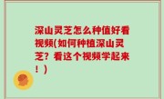 深山灵芝怎么种值好看视频(如何种植深山灵芝？看这个视频学起来！)