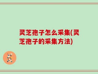 灵芝孢子怎么采集(灵芝孢子的采集方法)