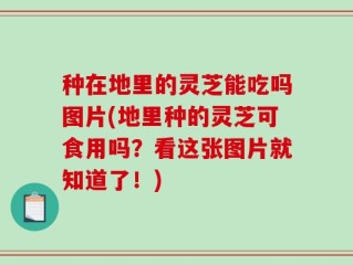 种在地里的灵芝能吃吗图片(地里种的灵芝可食用吗？看这张图片就知道了！)