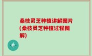 桑枝灵芝种植讲解图片(桑枝灵芝种植过程图解)