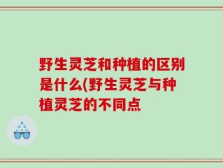野生灵芝和种植的区别是什么(野生灵芝与种植灵芝的不同点