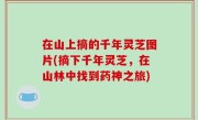 在山上摘的千年灵芝图片(摘下千年灵芝，在山林中找到药神之旅)