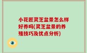小花匠灵芝盆景怎么样好养吗(灵芝盆景的养殖技巧及优点分析)