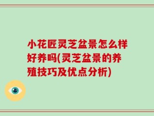 小花匠灵芝盆景怎么样好养吗(灵芝盆景的养殖技巧及优点分析)