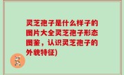 灵芝孢子是什么样子的图片大全灵芝孢子形态图鉴，认识灵芝孢子的外貌特征)